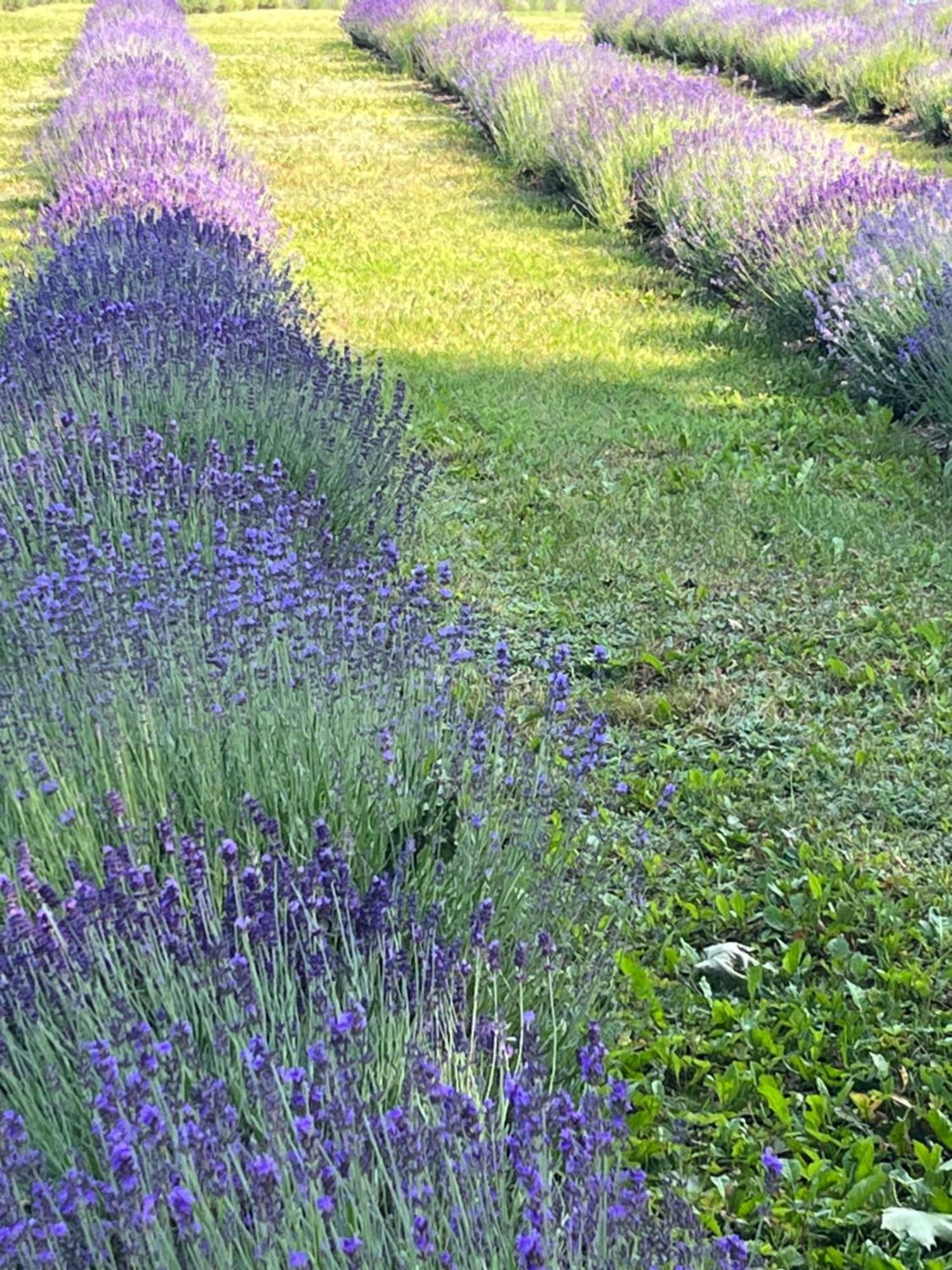 Lavender Village Kiemeliai Zewnętrze zdjęcie