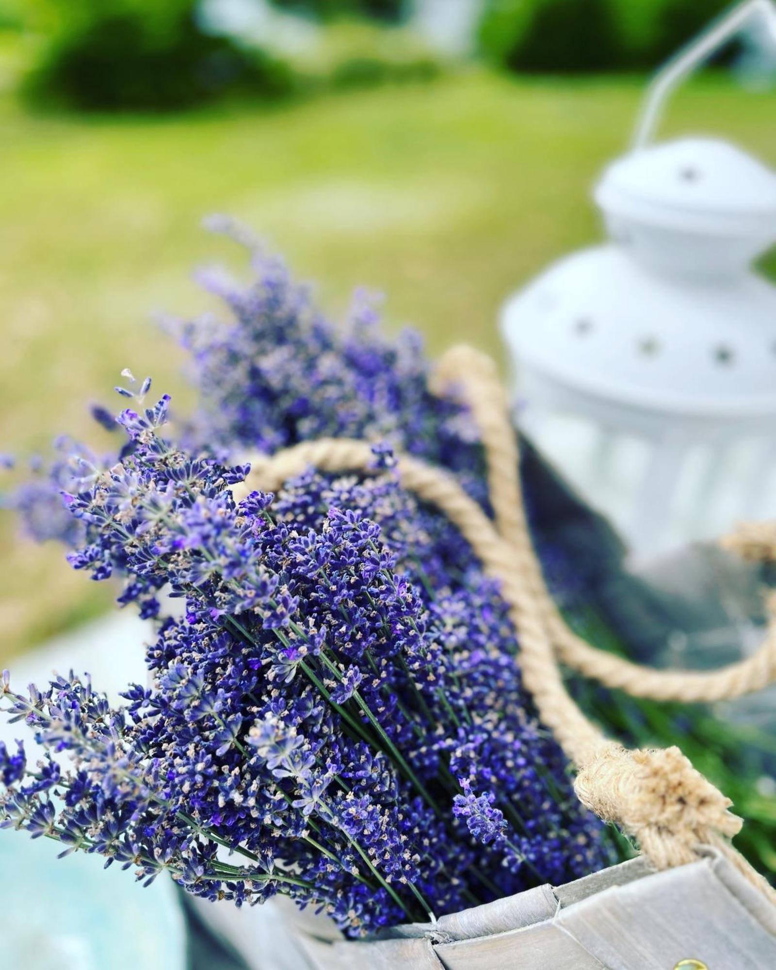 Lavender Village Kiemeliai Zewnętrze zdjęcie