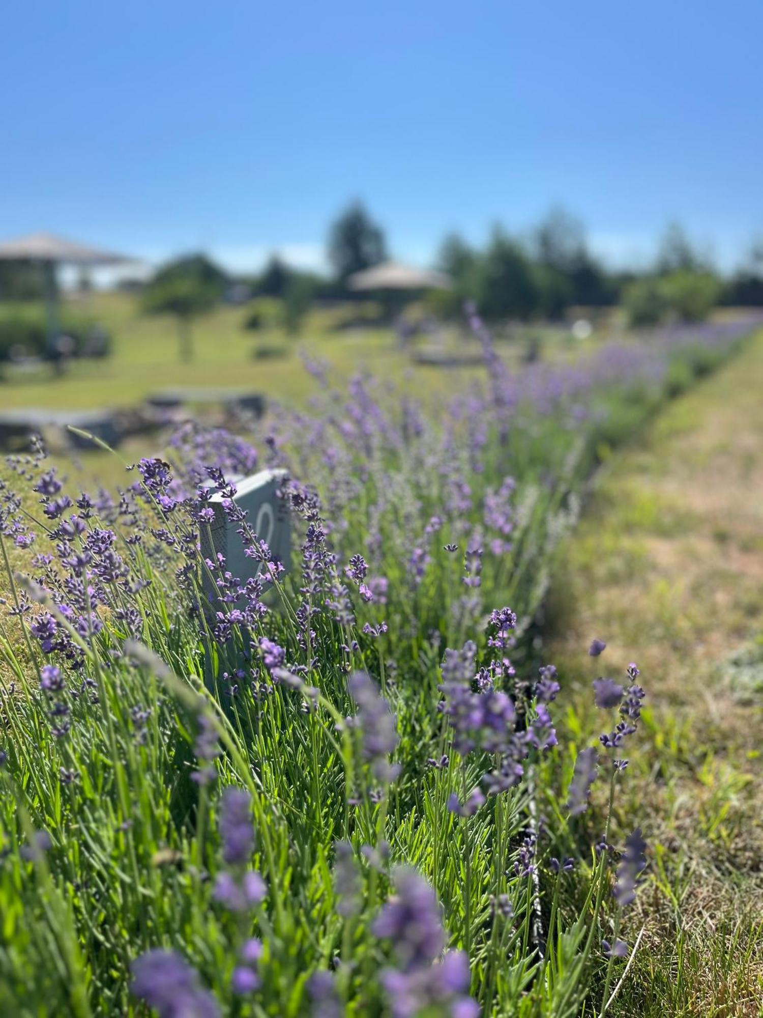 Lavender Village Kiemeliai Zewnętrze zdjęcie