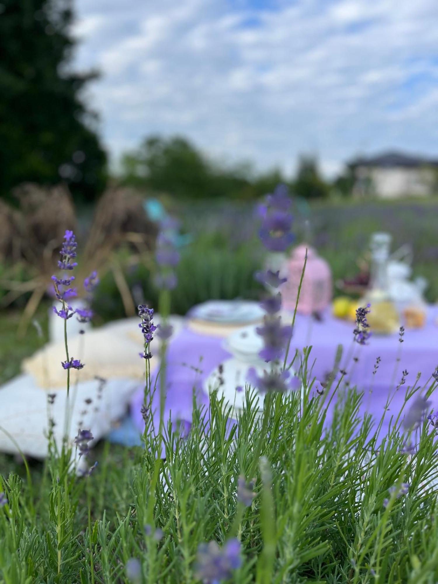 Lavender Village Kiemeliai Zewnętrze zdjęcie