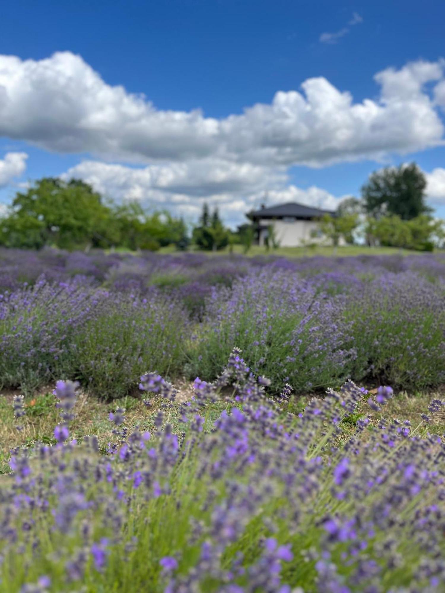 Lavender Village Kiemeliai Zewnętrze zdjęcie