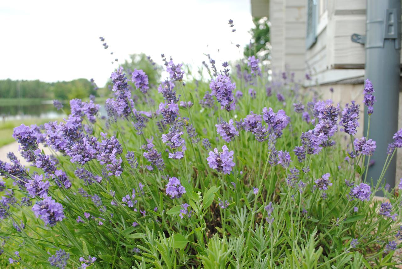 Lavender Village Kiemeliai Zewnętrze zdjęcie